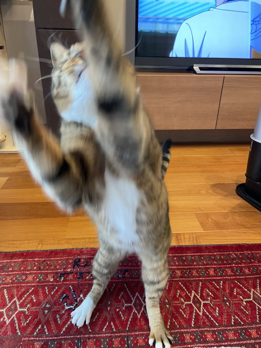 marikoga2's tweet photo. そんなスピードでは野生では生きていけないぞ
#猫と暮らす #野生本能を無くした猫 https://t.co/2VfxTWf7vl