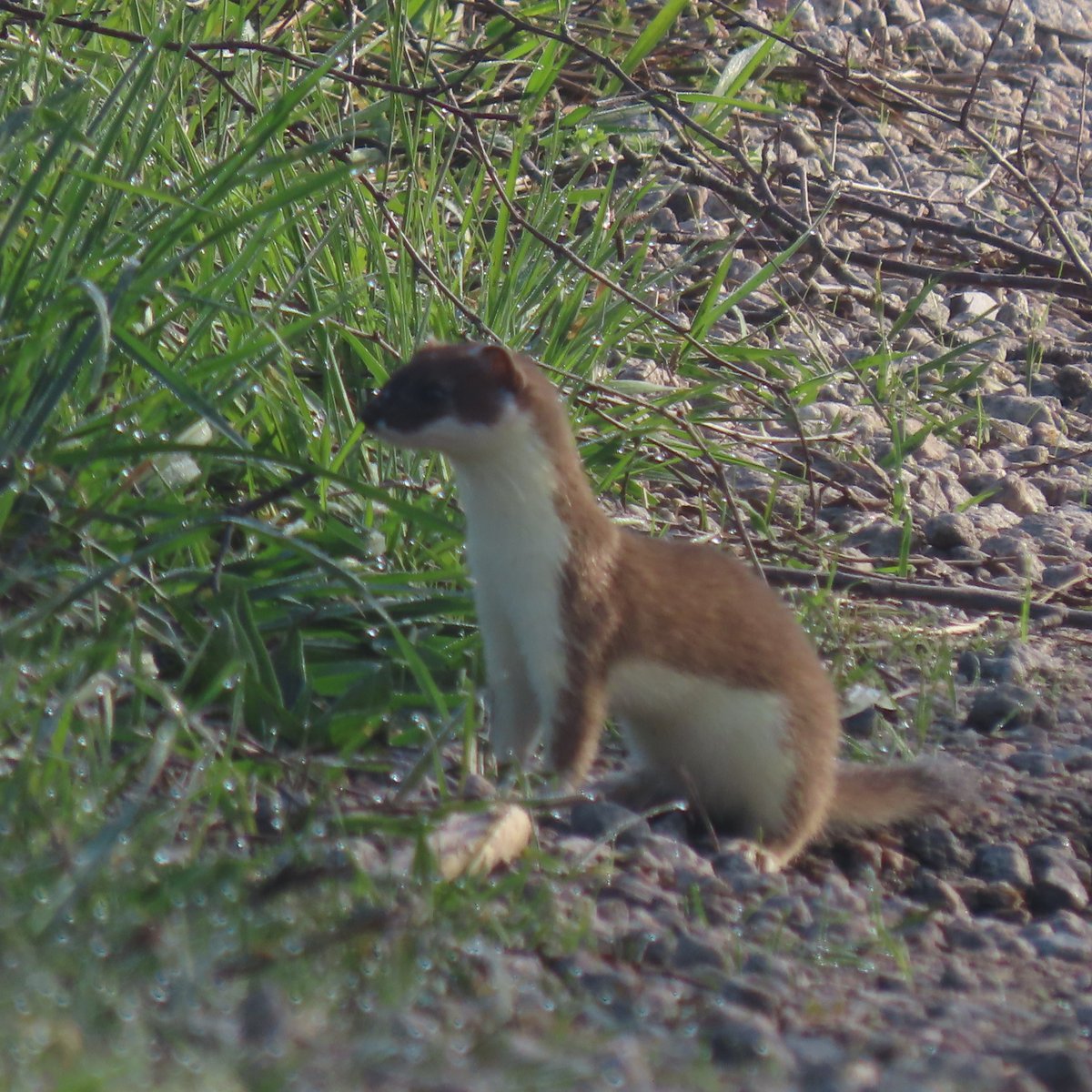 kevirlam's tweet photo. A stoat on Chat Moss, Irlam, UK this morning #nature #NaturePhotography
@Lancswildlife
@BBCSpringwatch #widllife #wildlifephotography https://t.co/sbPiE9nrBv