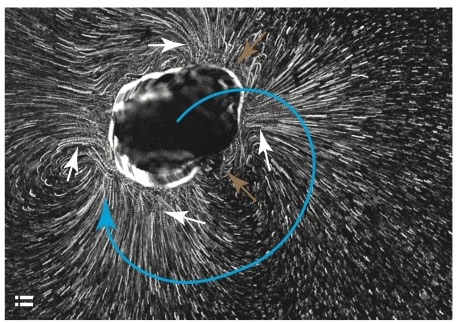 Michael Levin tweet media