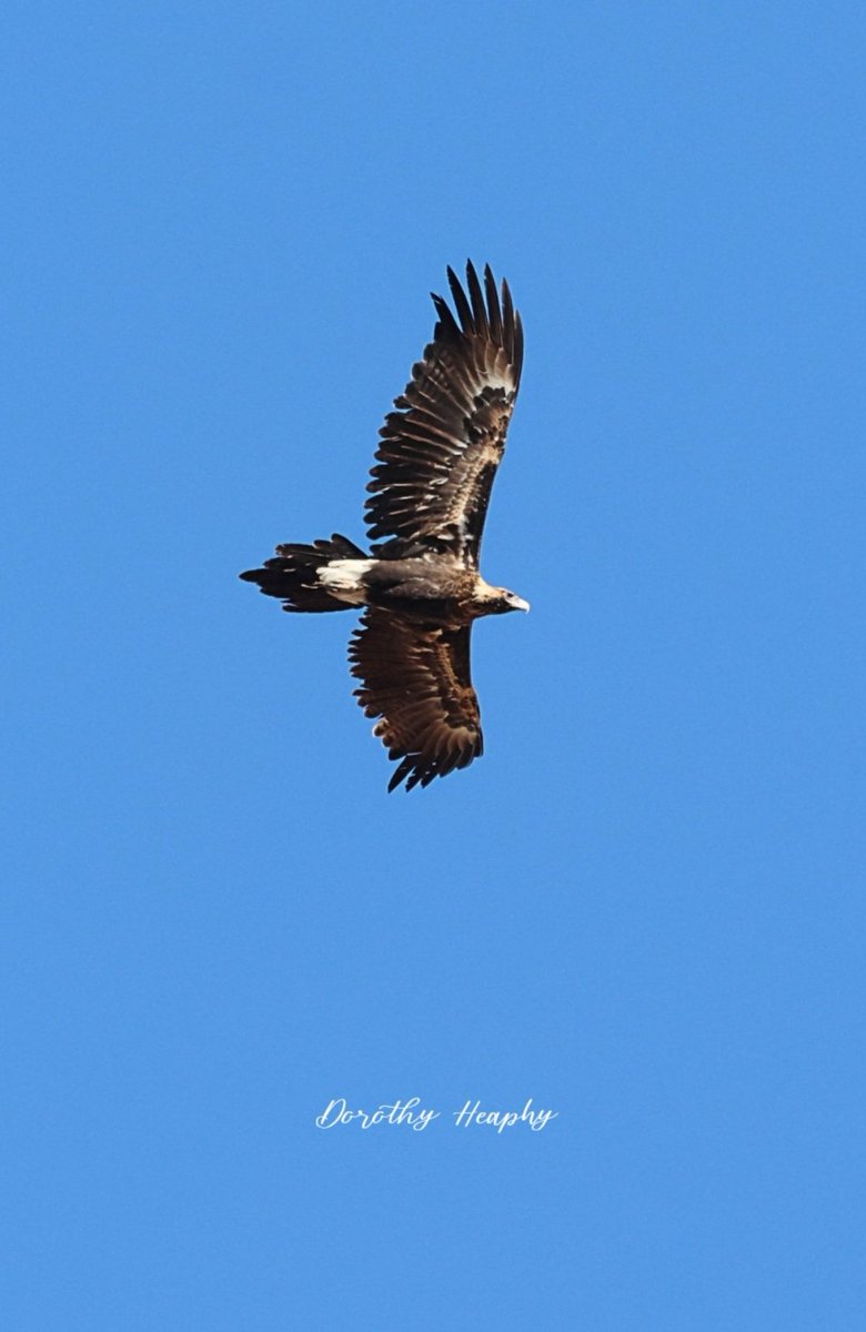 An Australian Wedge tailed Eagle.