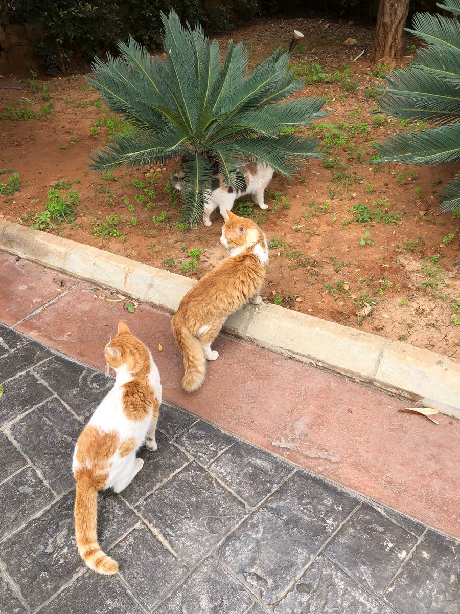 BrindusaB tweet media