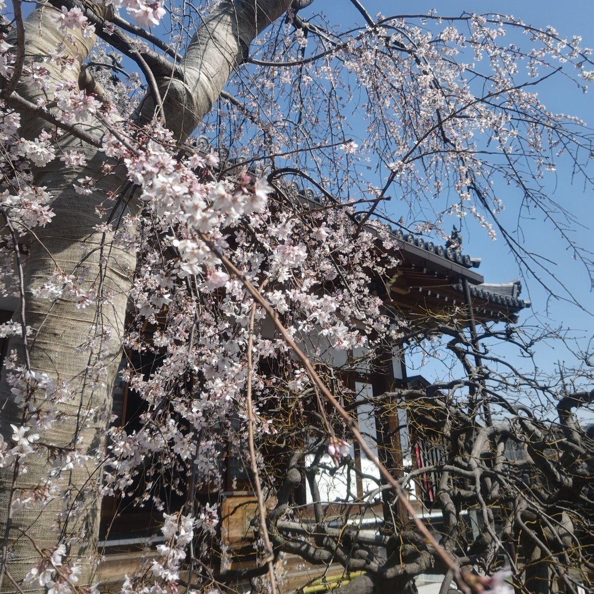 popbox 💉×5 tweet media