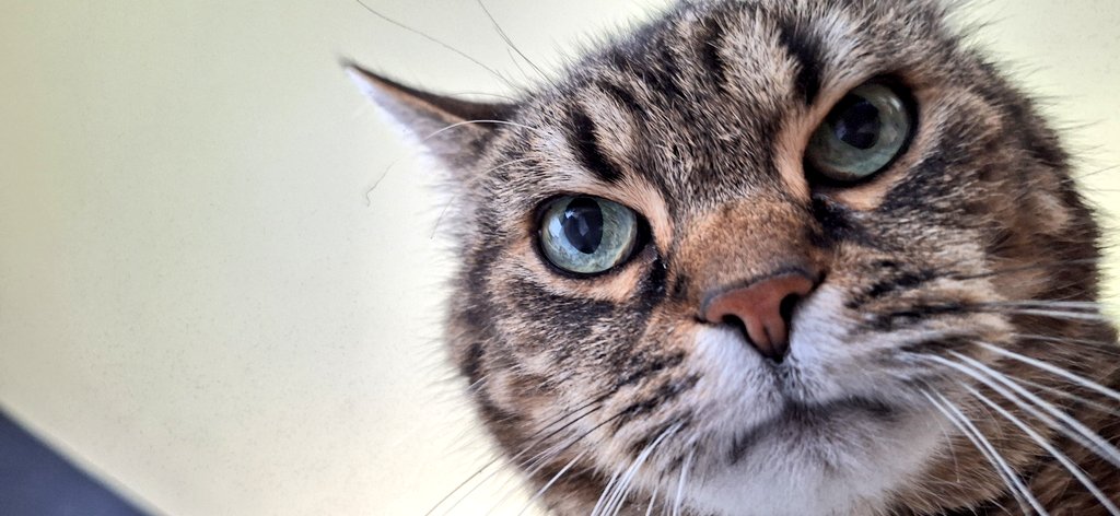 DizzyMcDingsda Joobsen tweet media