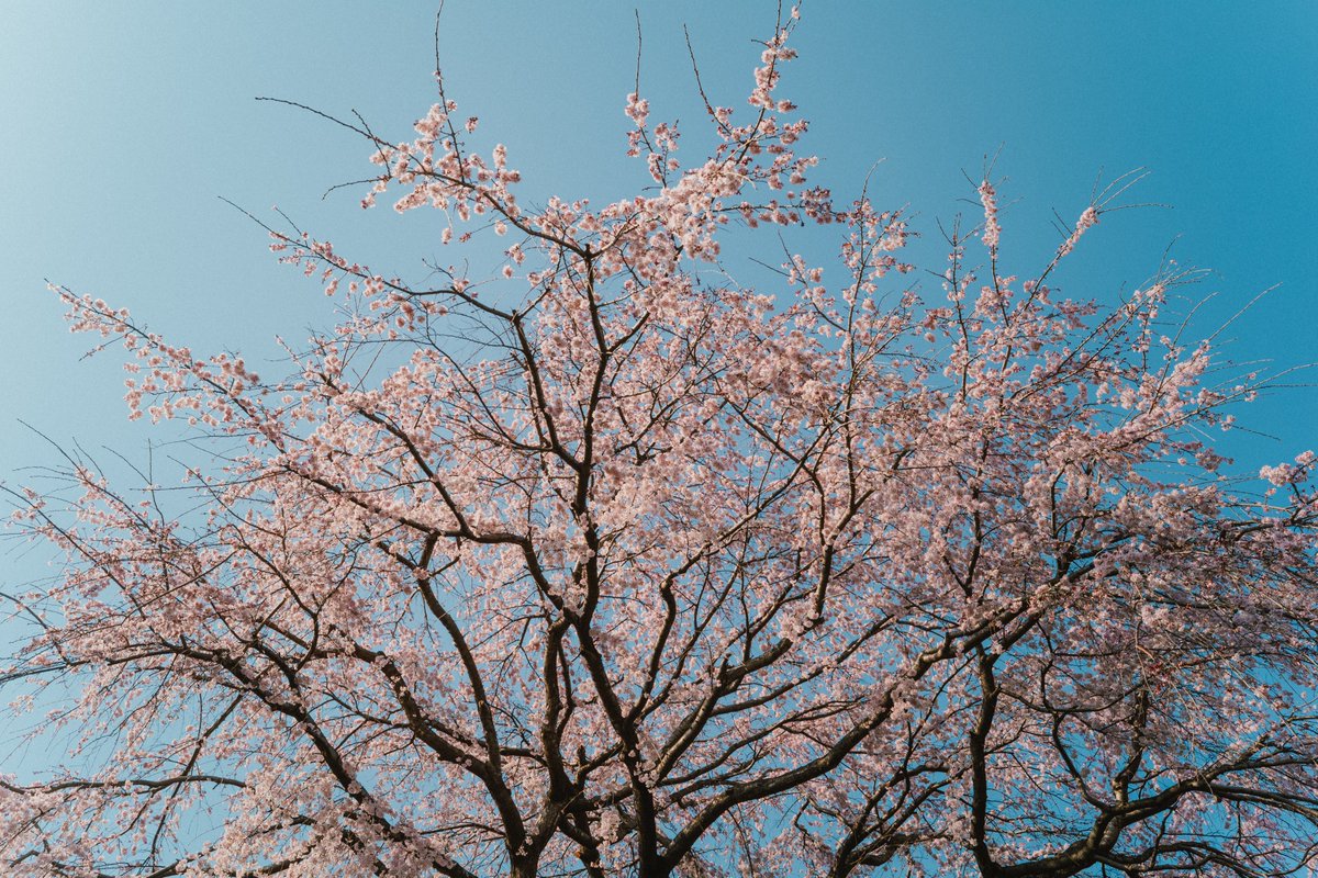 motoki endo tweet media