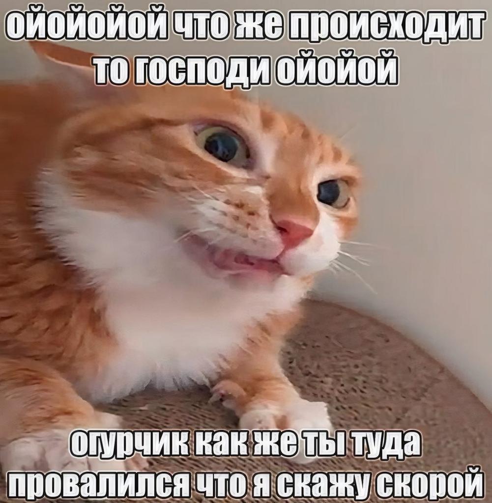 Alice Biering tweet media