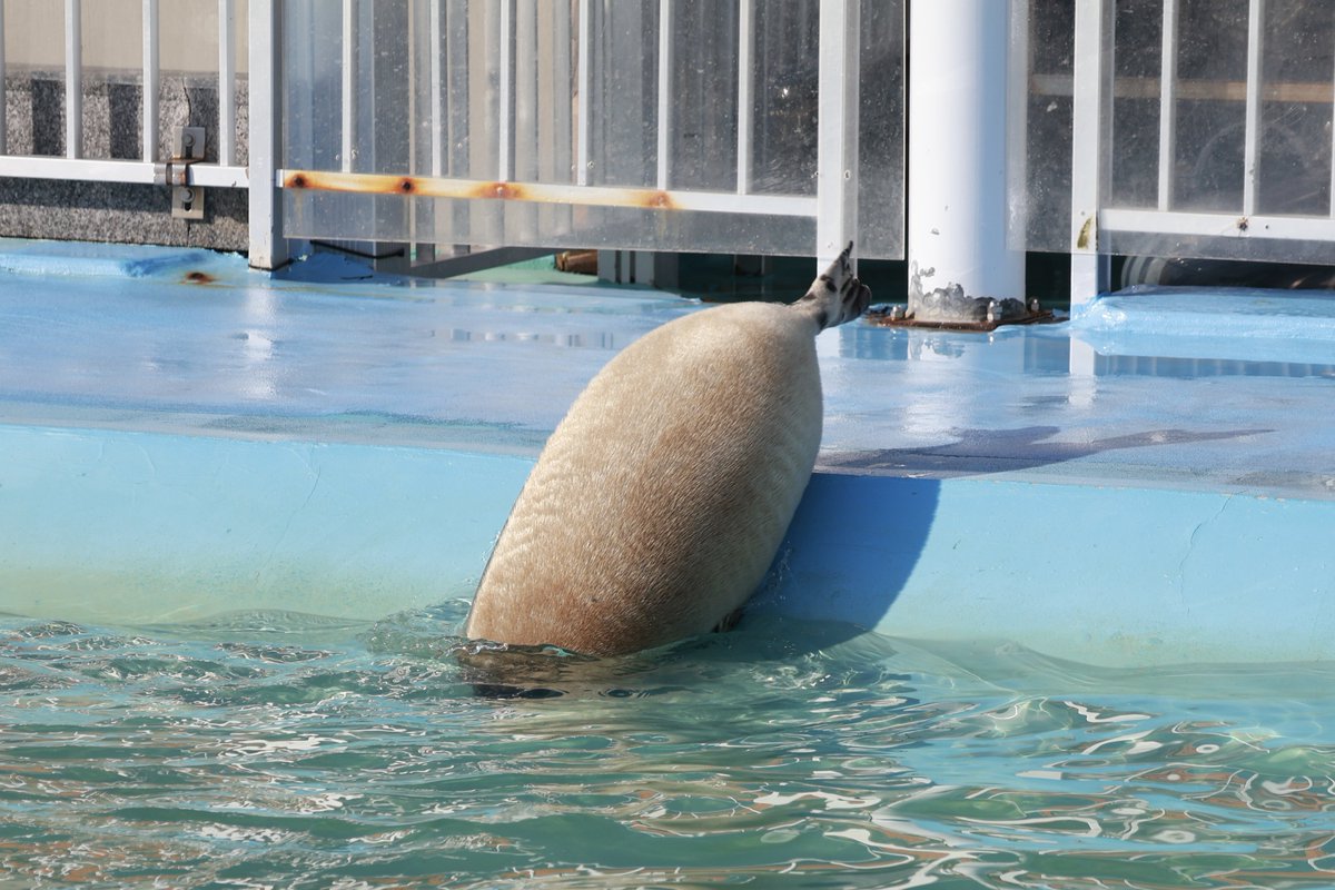 かお🦭 tweet media