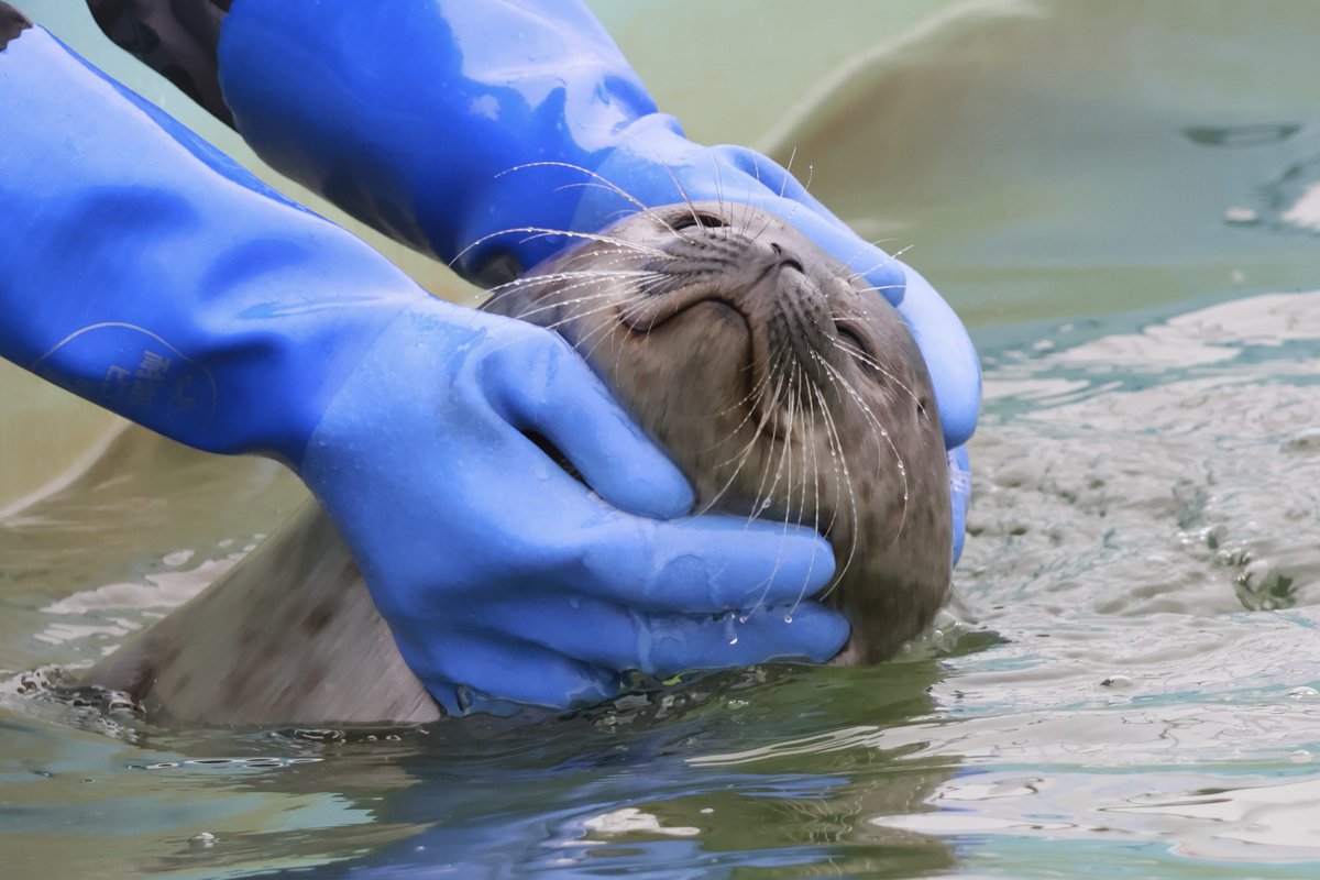 かお🦭 tweet media