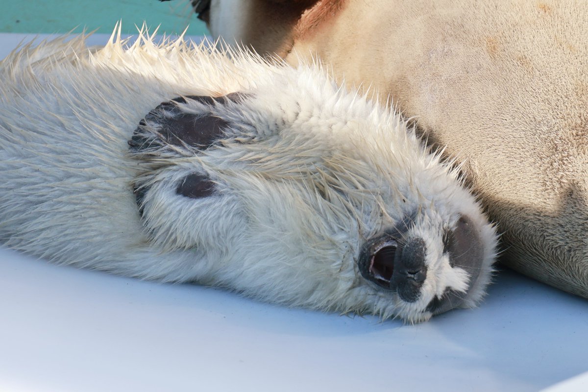 かお🦭 tweet media