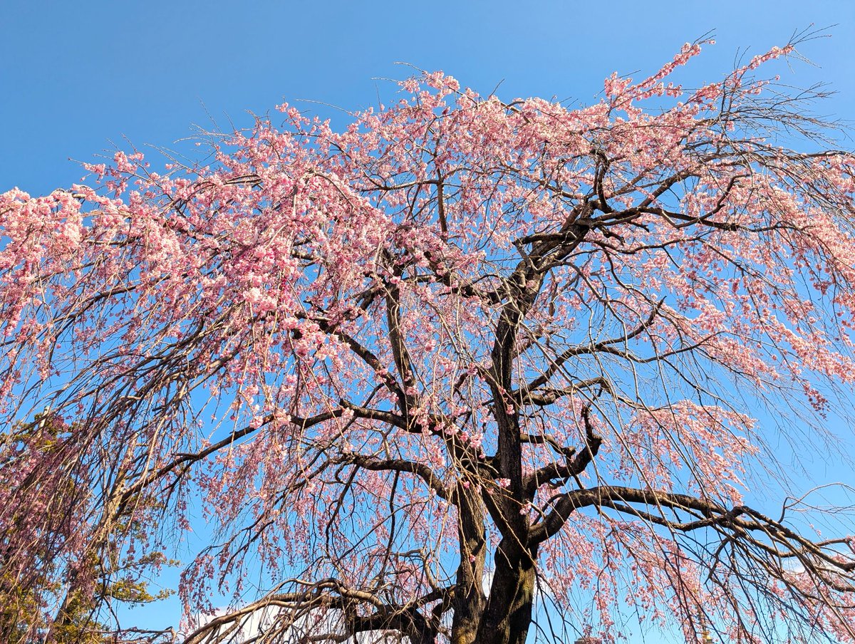 ﾄﾞﾗｲﾌﾞ400 tweet media