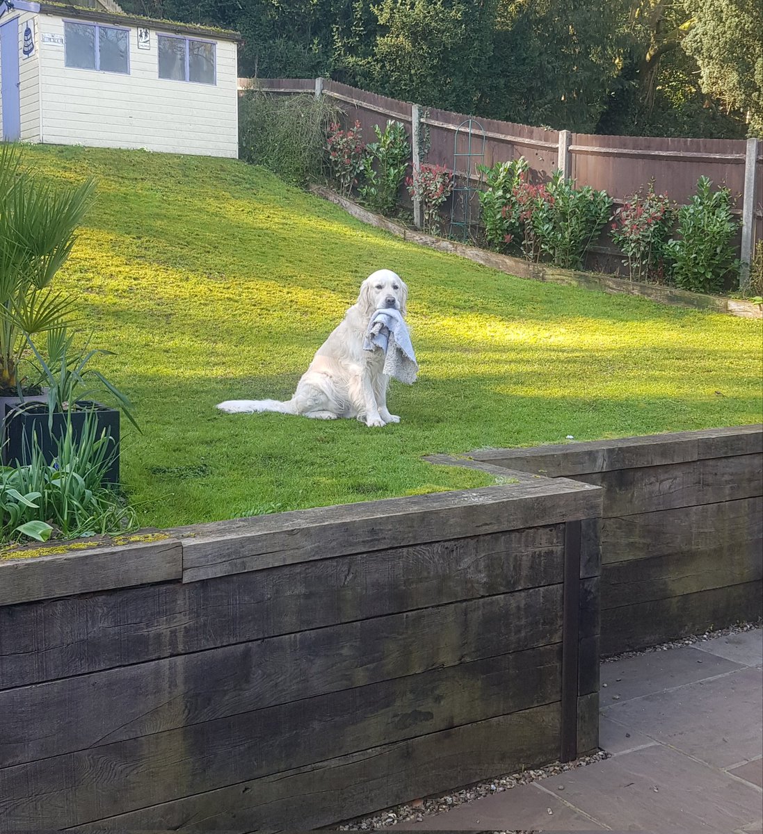 Ralph The Retriever tweet media