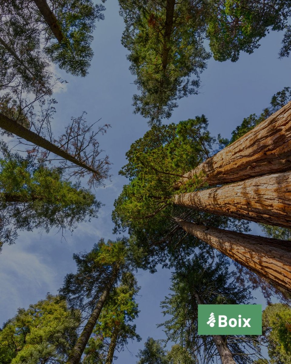 Grup Boix tweet media