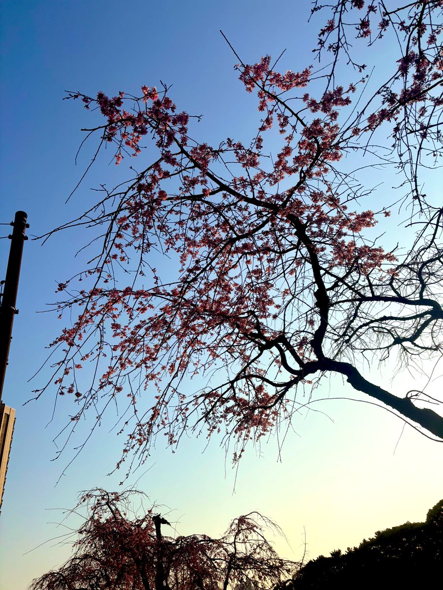 teikyoorch's tweet photo. 本日は帝京大学グループの卒業式でした✨
皆様の大切な門出をご一緒にお祝いすることができて光栄でした😌

本団員の先輩方もご卒業おめでとうございます🎉

写真は日本武道館付近のお花です🌸 https://t.co/gtMrob04JC
