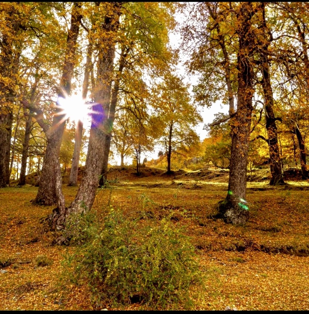¡Buen día! Hoy es el #Diamundialdelosbosques ¡El bosque es vida! Cuidarlos y protegerlos es amarlos!! 
Patagonia 🇦🇷🧉🌳🍀