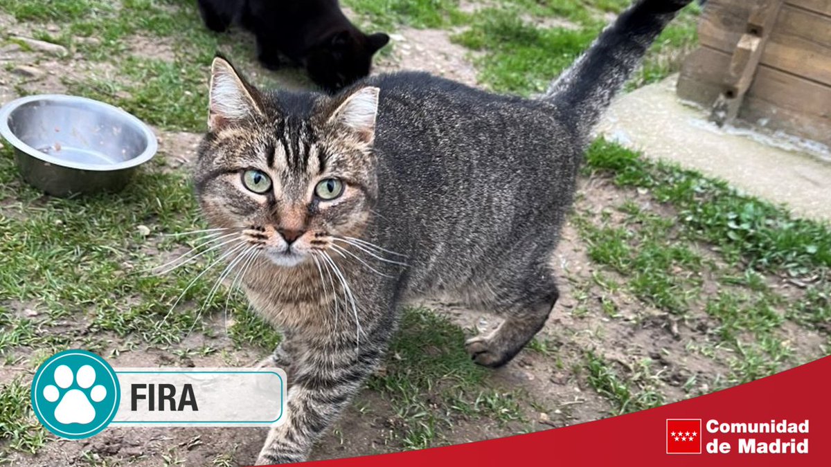 🐱 Fira es una gata majísima y sociable, de las primeras que viene a saludarte cuando entras en la gatera.

😍 No extraña a nadie, ni gatos ni personas y está deseando irse adoptada. ¡Ven a conocerla!

+Info: c.madrid/d6c741