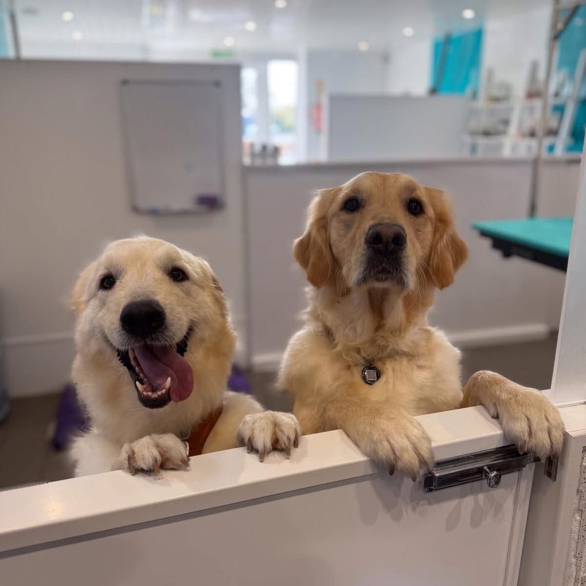 AFAfoundation_'s tweet photo. Waffle has been settling into her new home over the past couple of months, and we think it’s safe to say… she’s well and truly made herself at home 🐾✨

Her new sister Mable welcomed her with open paws, and the two of them have been pretty much inseparable ever since 🤩 just look at them together 😍

According to Waffle’s dad, she’s actually easier than Mable…😂

We were absolutely thrilled when we read their application for Waffle, but even then we couldn’t have imagined a more perfect home and family for her. This is exactly what we hope for every time.

Dreams really do come true ❣️

#welcomehome #rescuedog #afa #adoptdontshop❤️