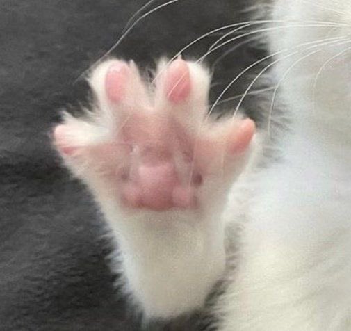 저너누깜쟝고먐미 tweet media