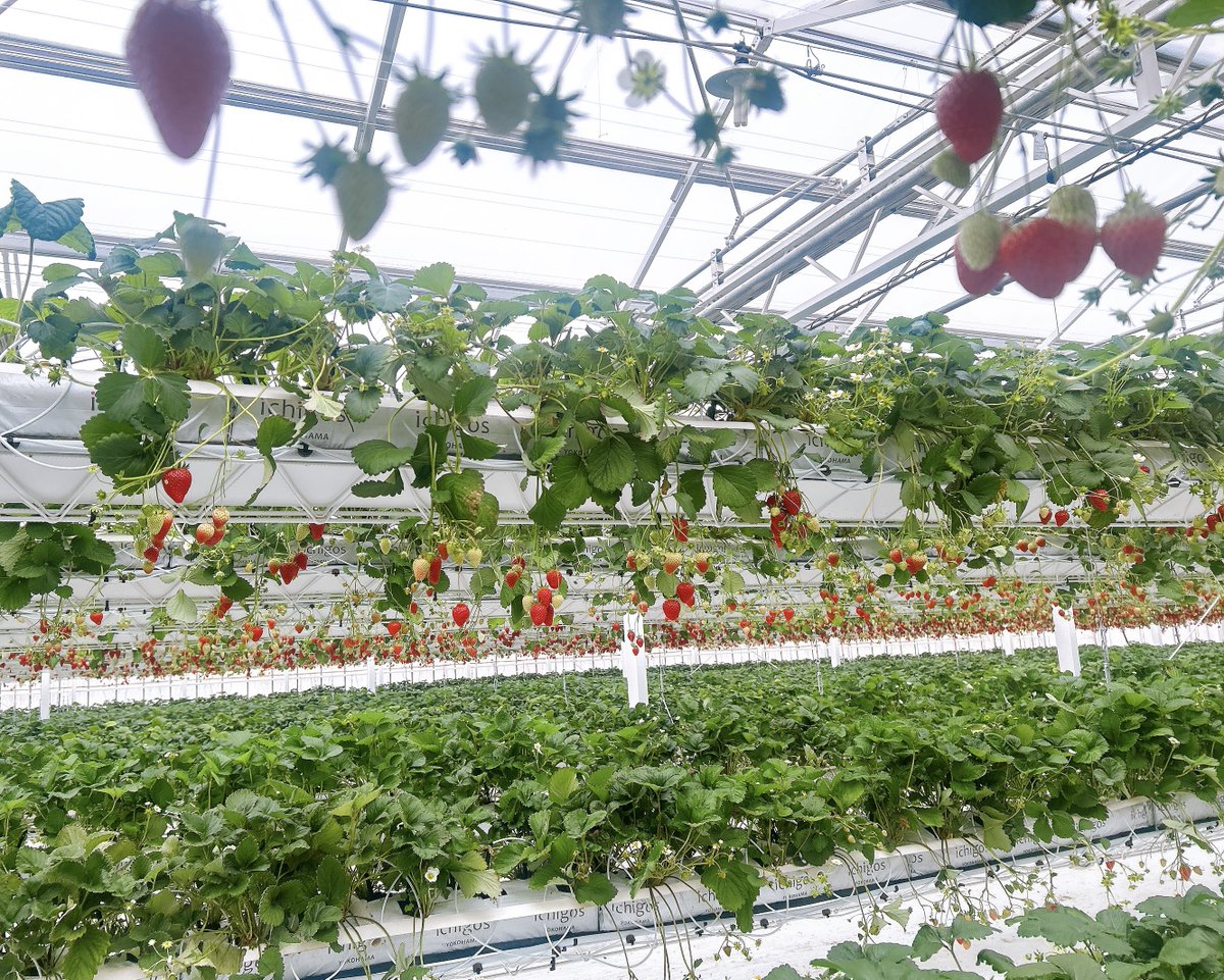 いちご狩り🍓に行ってきました

可愛いチャームはMimiさん（@mimirollic）
ngバッグに絶対合うと思ってつけてみました
案の定とっても可愛い🖤💜
いちごのお洋服はMayさん（<a href="/5jo24guro_12722/">𝓜𝓪𝔂૮ ˙ ˟ ˙ ა</a>）
いちご狩りにもピッタリ🍓

ng🍓は素敵なぬい服ショップにて

美味しい12種類の苺を食べまくりました幸せ🥰