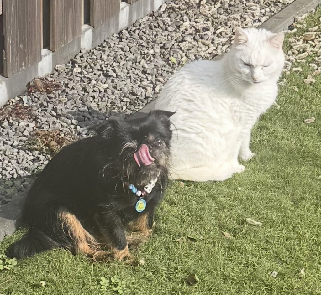 Vivscontent tweet media