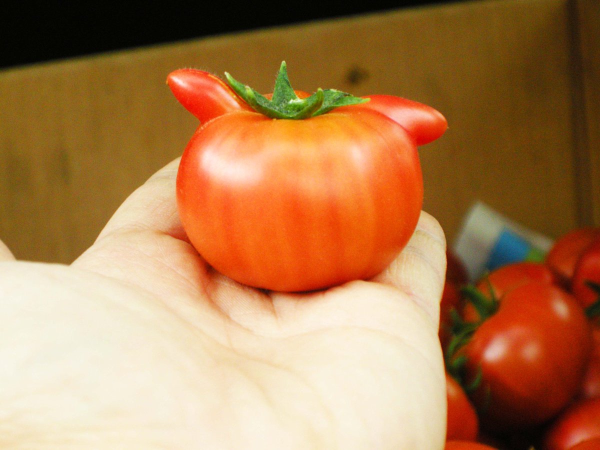 曽我農園＠ 闇落ちとまと 越冬トマトは毎年5月から7月までの販売です tweet media