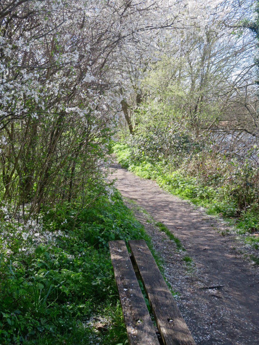 Abdel 🐝 🦋🦊 🐾 tweet media