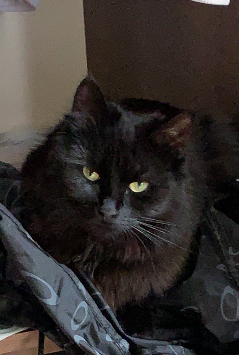 MissingPetsGB's tweet image. #MissingCatsDay NYROBI STILL #MISSING

Her family miss her so much 😔 She was last seen in 2024 nr home in Maltby le Marsh Village #LN13 #lincolnshire

@Scotttaylor2902