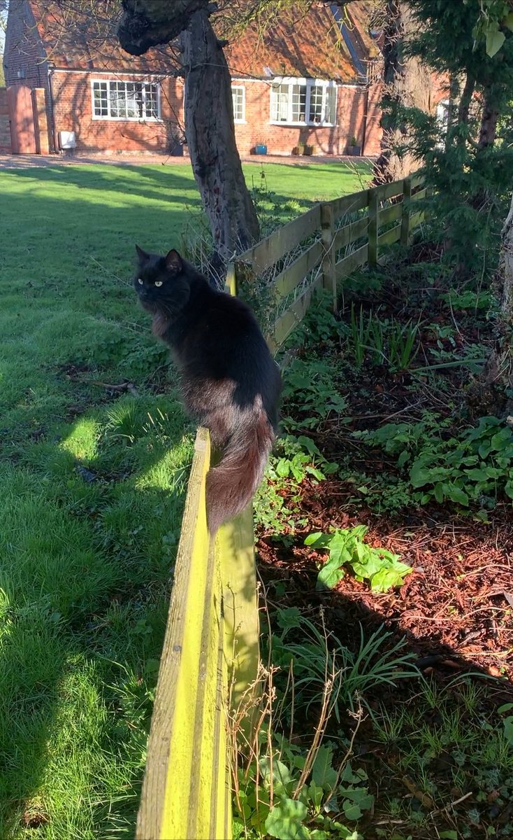 MissingPetsGB's tweet image. #MissingCatsDay NYROBI STILL #MISSING

Her family miss her so much 😔 She was last seen in 2024 nr home in Maltby le Marsh Village #LN13 #lincolnshire

@Scotttaylor2902