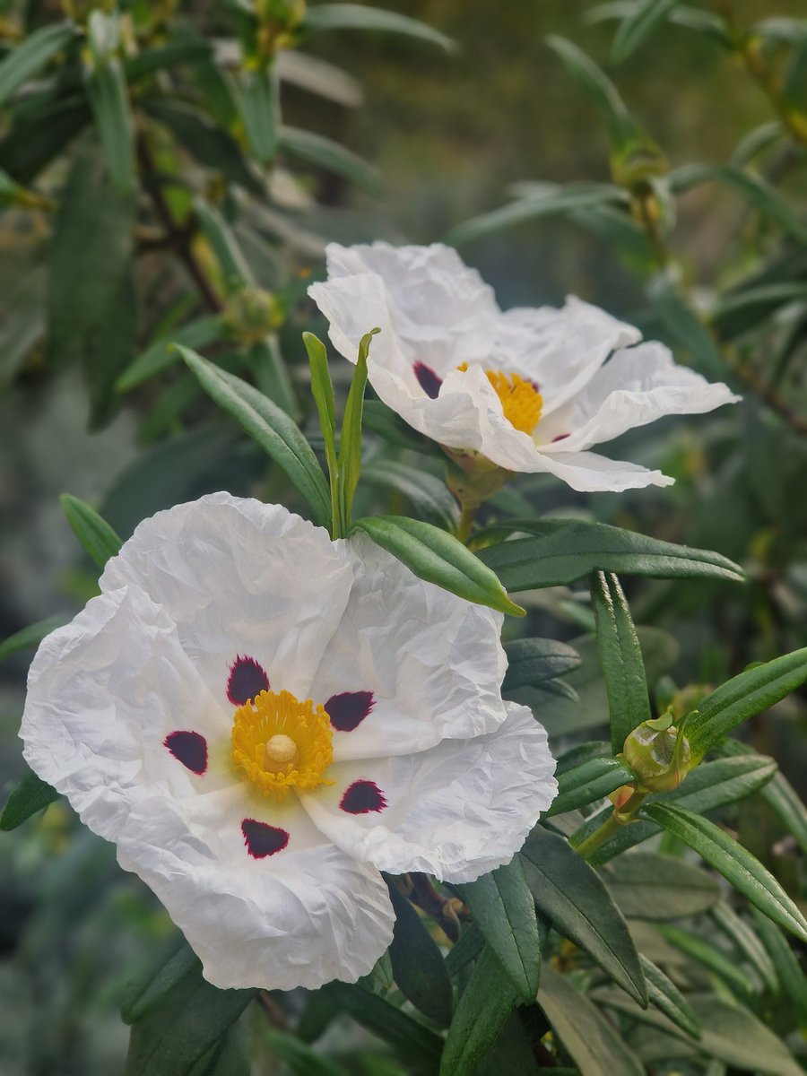 Extremaduraconpeques tweet media