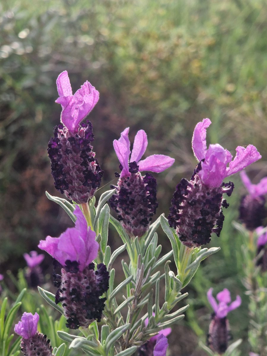 Extremaduraconpeques tweet media