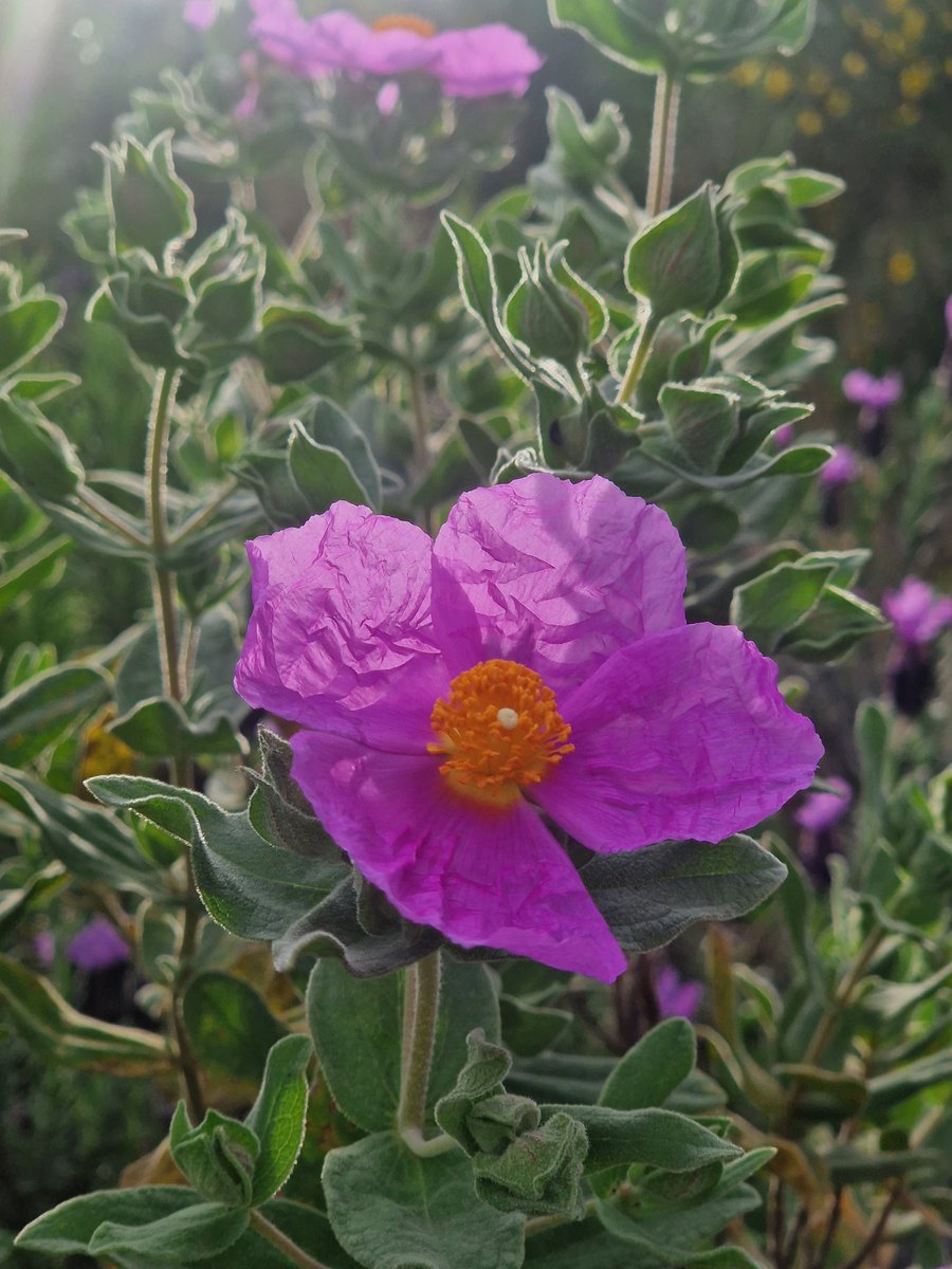 Extremaduraconpeques tweet media