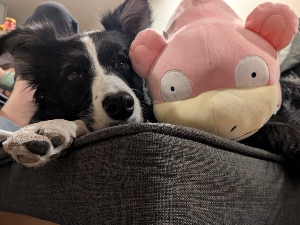 みるく@ボーダーコリー tweet media