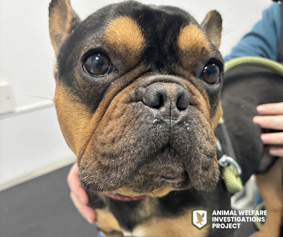 Animal Welfare Investigations Project tweet media