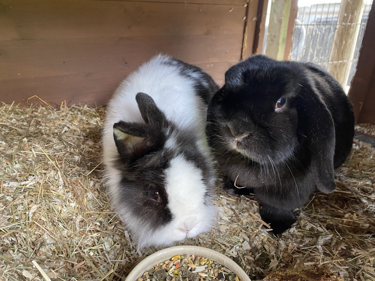 𝐀𝐧𝐝𝐫𝐞𝐚𝐬 𝐖. 𝐃𝐢𝐭𝐳𝐞 tweet media