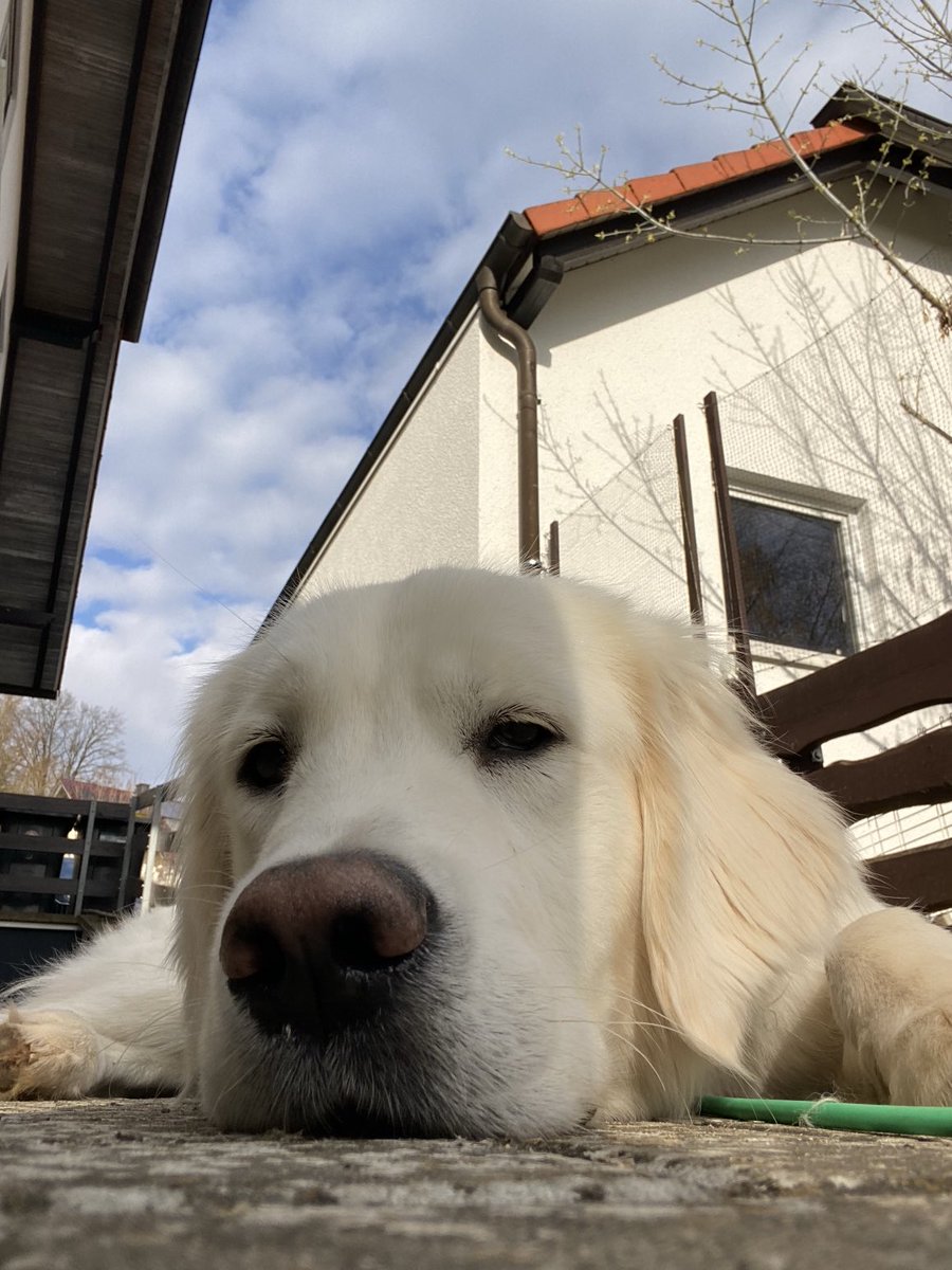 𝐀𝐧𝐝𝐫𝐞𝐚𝐬 𝐖. 𝐃𝐢𝐭𝐳𝐞 tweet media