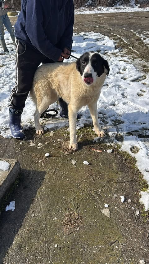 Pawprints to Freedom Rescue🐾 tweet media