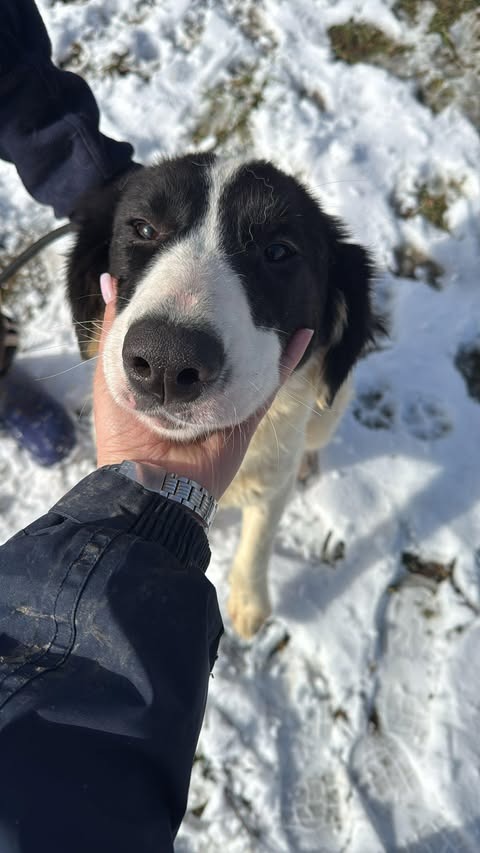 Pawprints to Freedom Rescue🐾 tweet media