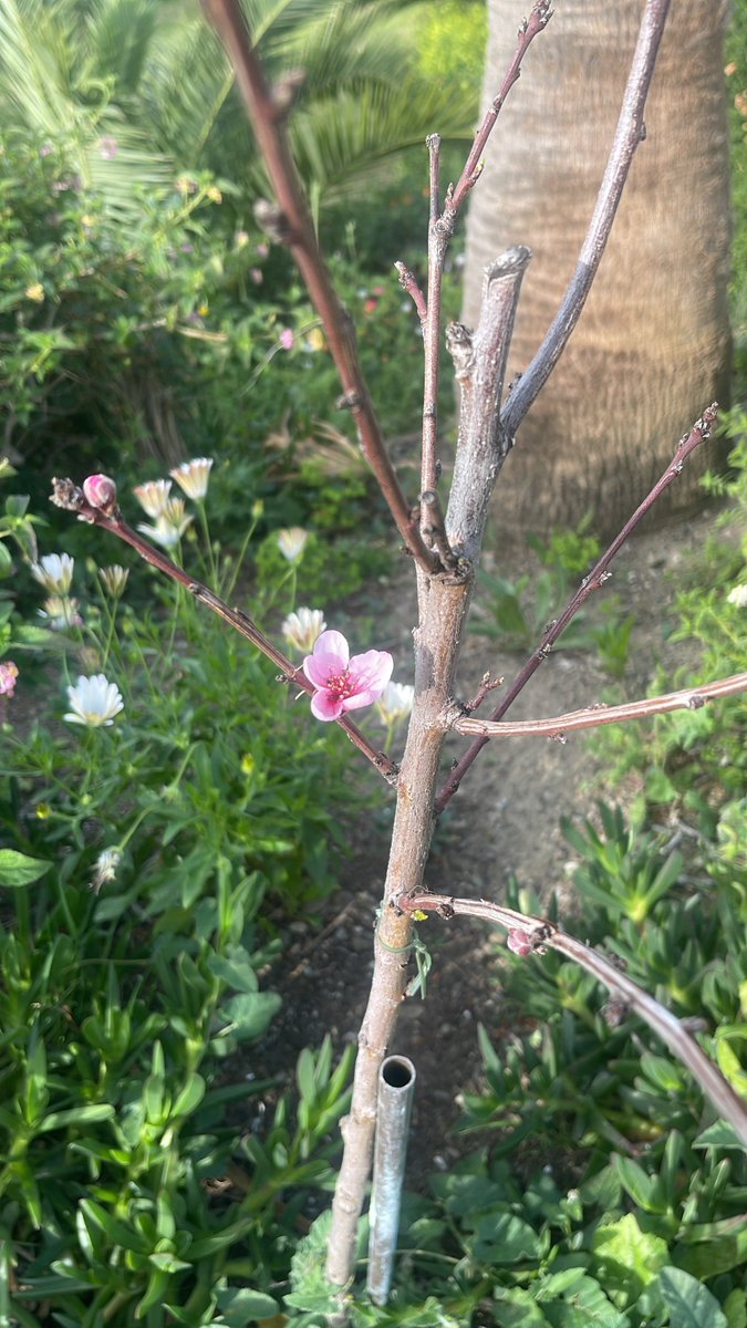 Lola Cabrillana tweet media