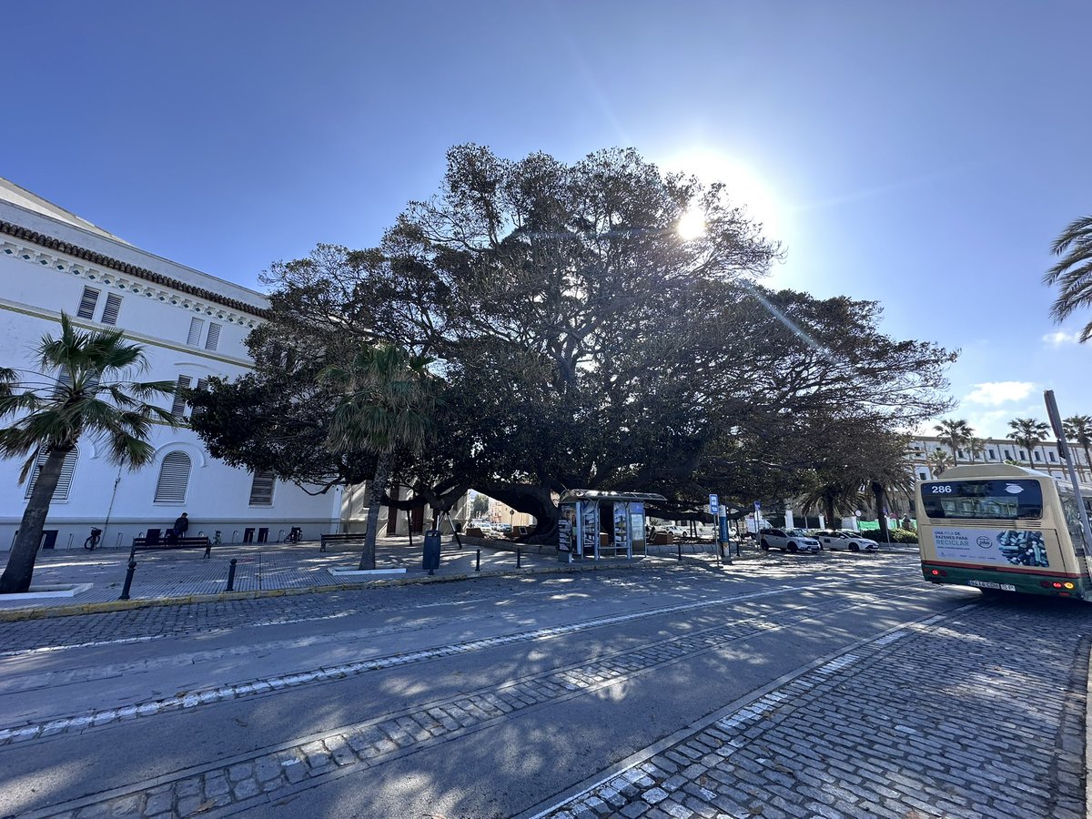 #treeclub massive Banyan tree in Cádiz - some of the branches are so heavy they have supports to hold them up 🌳