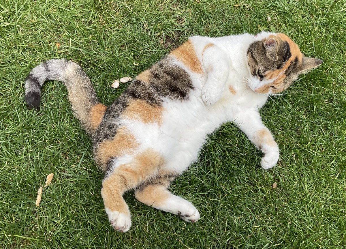 Tessie 💙 RIP Olly 🐾 Forever ♥️ for my Tigger🌈 tweet media