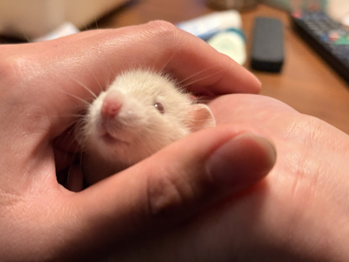 おこめω(🐀Lv.5) tweet media