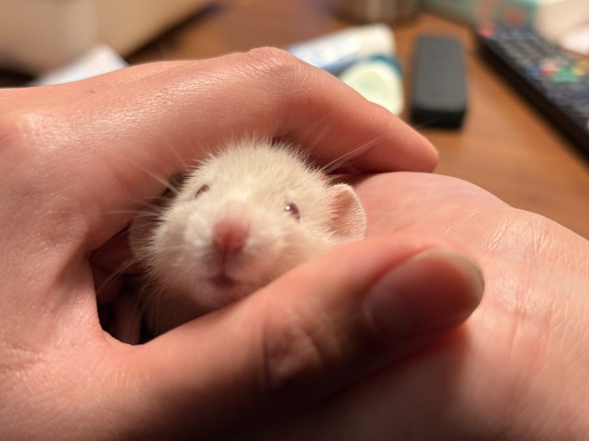 おこめω(🐀Lv.5) tweet media