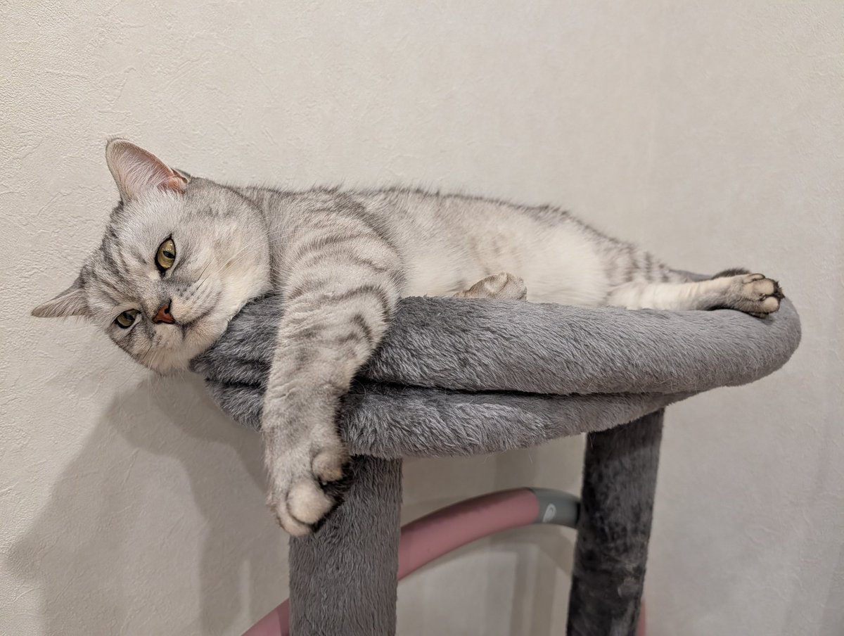 イトウ族 tweet media