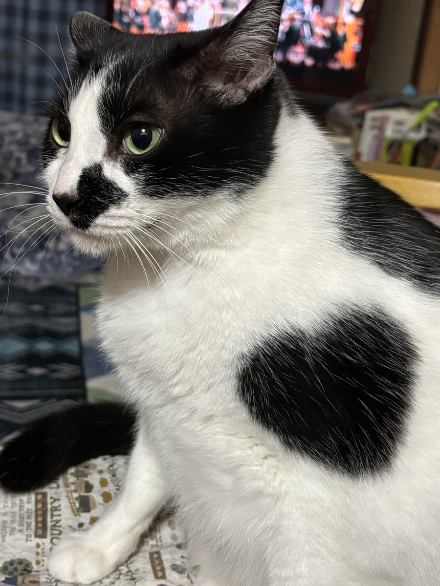 今日は義母の百箇日法要でした。いつも猫たち覗きにきて和室に入ってくるのに、今日は入って来なかったね。いつもと雰囲気が違った日だったね、うしくん。今日もハートがステキ🖤