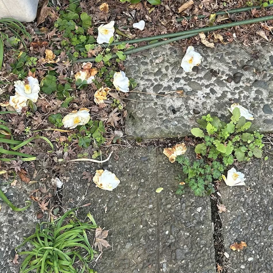 中村たけやす tweet media