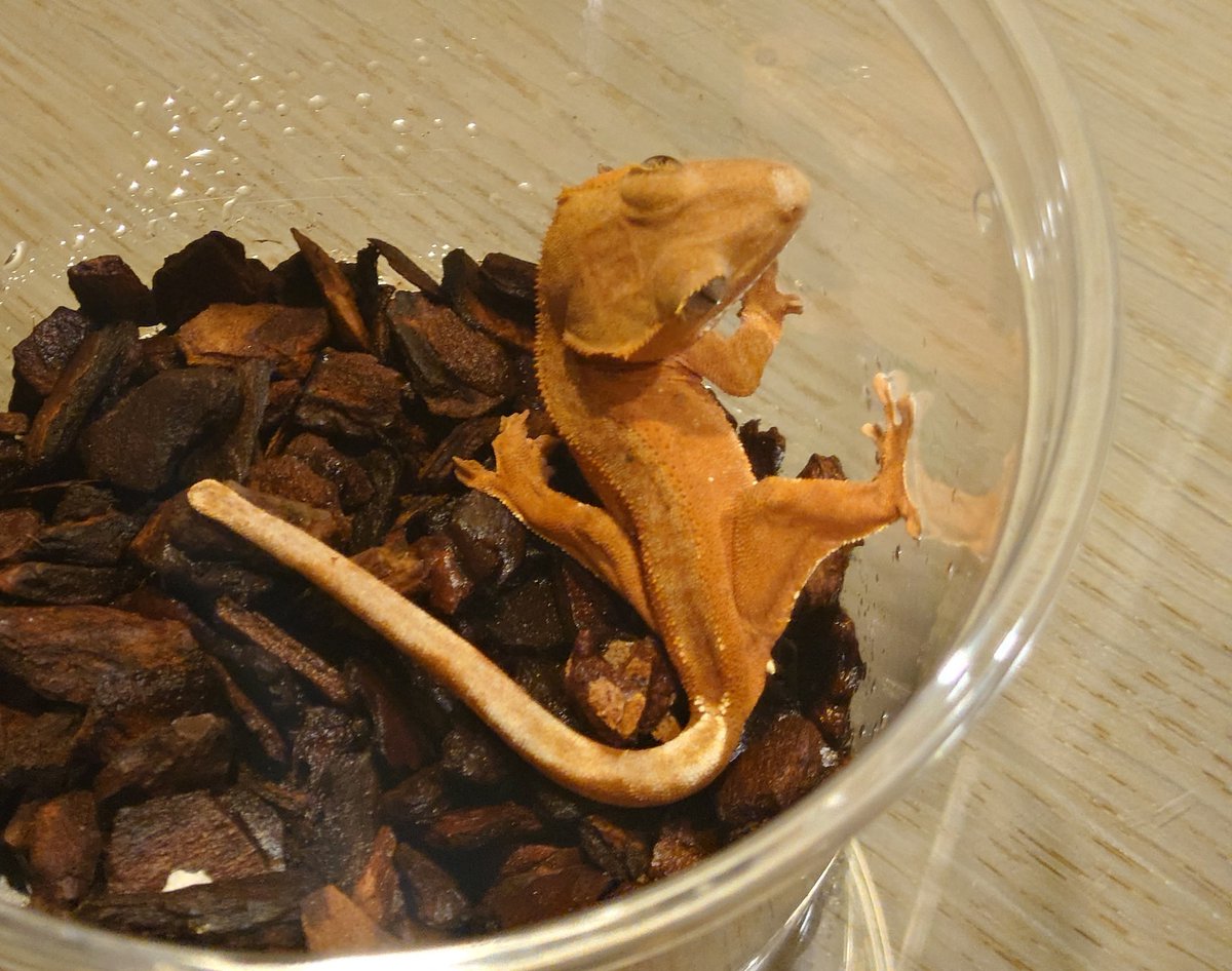 アビリティ【9/13 Gecko Market 申し込み予定】 tweet media