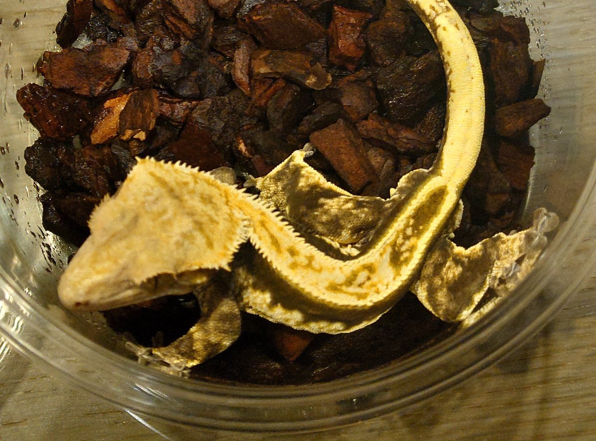 アビリティ【9/13 Gecko Market 申し込み予定】 tweet media