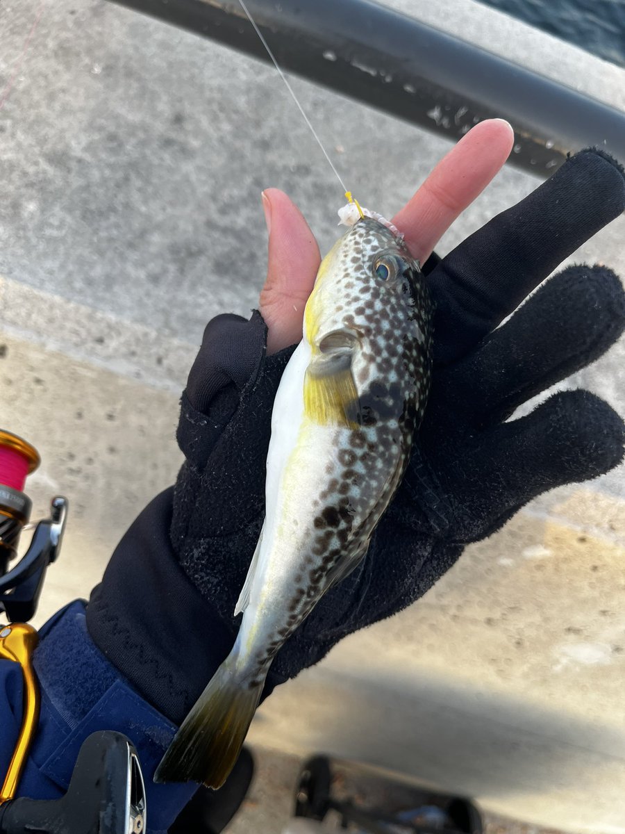mnmnot_09's tweet photo. もしかしてクロダイくん、絶滅した？ https://t.co/FbZLk2eitw
