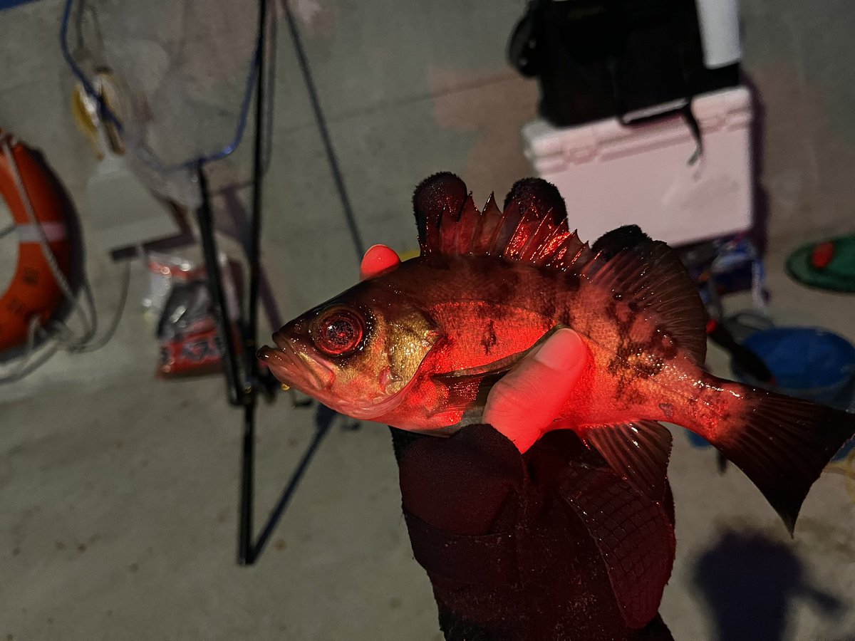 mnmnot_09's tweet photo. もしかしてクロダイくん、絶滅した？ https://t.co/FbZLk2eitw