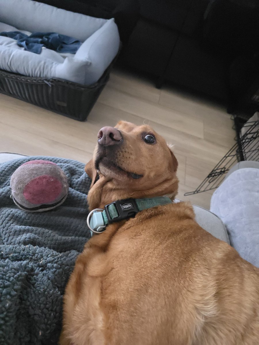 Wezzelus tweet media