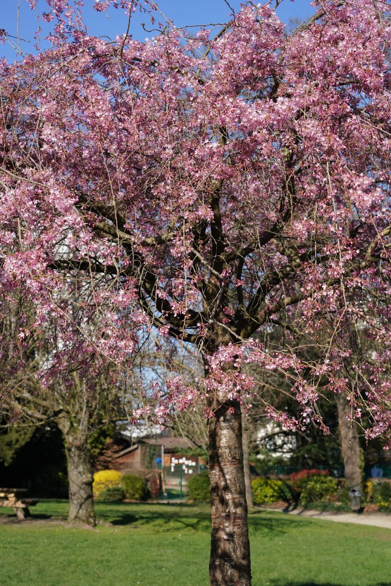 AzzazNadege's tweet image. ☀️🌱🌳🌸🌺 C’est (enfin!) le Printemps à #Châtillon!
Profitez des jours qui rallongent, de l’ensoleillement et des magnifiques espaces verts et parcs de notre ville entretenus avec ♥️ par nos formidables jardiniers!