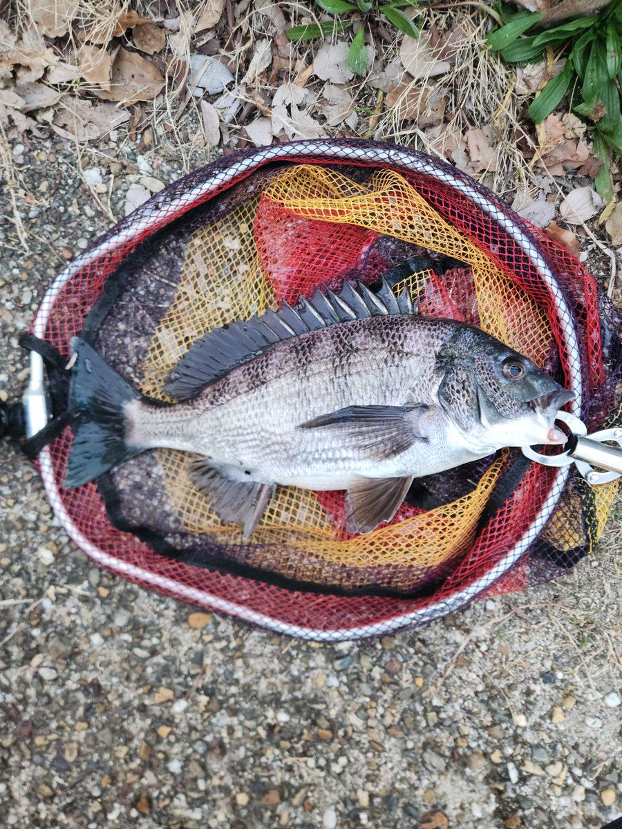 ツヨっさん tweet media